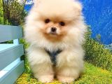 Orjinal Pomeranian Boo Yavrularımız