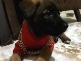 A Kalite Safkan Belçika Kurdu