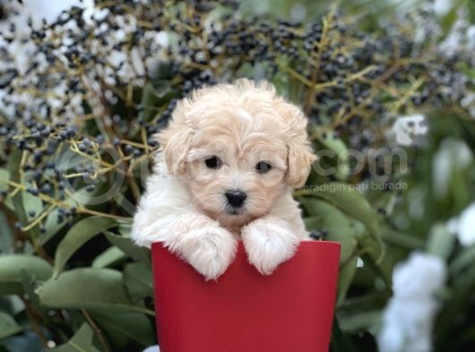 Xxs Show Görsel Malti̇poo Yavrular görsel