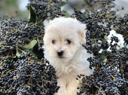 Xxs Maltese Yavrular (Erkek&Dişi ) görsel