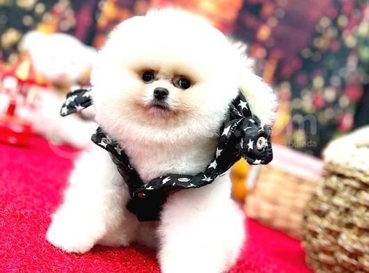 Pomerani̇an Boo Kusursuz Karbeyaz Di̇şi̇ Erkek Bebekler görsel