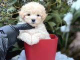 Xxs Show Görsel Malti̇poo Yavrular