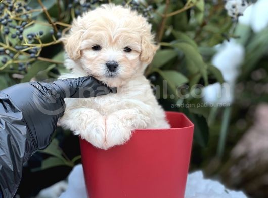 Xxs Show Görsel Malti̇poo Yavrular görsel