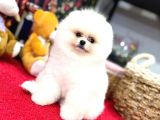 Pomerani̇an Boo Kusursuz Karbeyaz Di̇şi̇ Erkek Bebekler