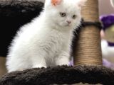 En İyi̇ Görsel Bri̇ti̇sh Shorthai̇r