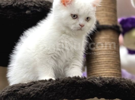 En İyi̇ Görsel Bri̇ti̇sh Shorthai̇r görsel