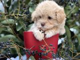 Xxs Show Görsel Malti̇poo Yavrular