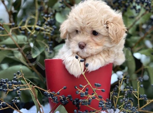 Xxs Show Görsel Malti̇poo Yavrular görsel