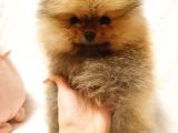 Orange Pomerani̇an Boo Bebekler