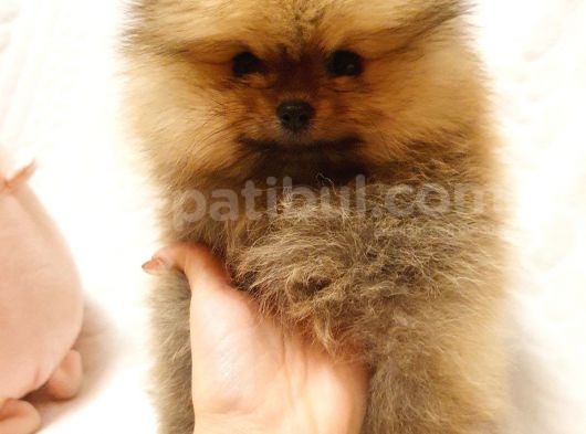 Orange Pomerani̇an Boo Bebekler görsel