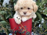 Xxs Show Görsel Malti̇poo Yavrular