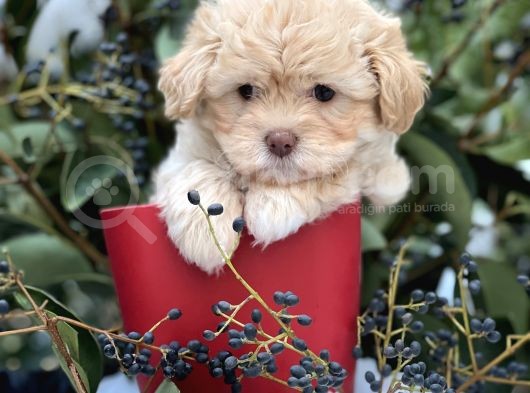 Xxs Show Görsel Malti̇poo Yavrular görsel