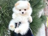Xxs Tedy Bear Pomerani̇an Dişi