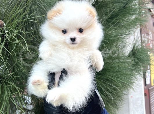 Xxs Tedy Bear Pomerani̇an Dişi