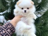 Xxs Tedy Bear Pomerani̇an Dişi