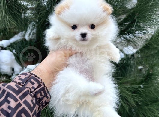 Xxs Tedy Bear Pomerani̇an Dişi görsel
