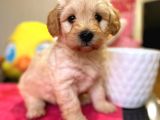 Maltipoo Üst Kalite Yavrumuz