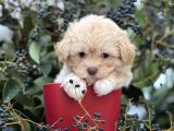 Xxs Show Görsel Malti̇poo Yavrular