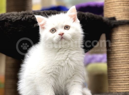 En İyi̇ Görsel Bri̇ti̇sh Shorthai̇r görsel