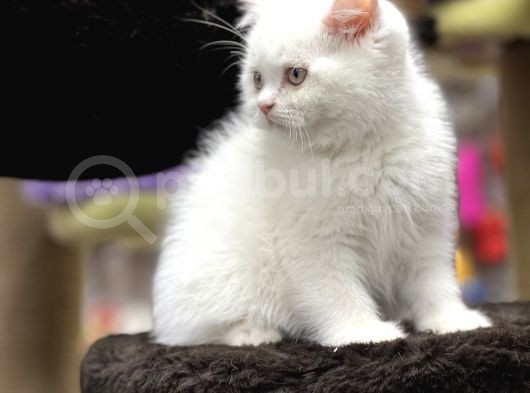 En İyi̇ Görsel Bri̇ti̇sh Shorthai̇r görsel