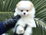 Xxs Tedy Bear Pomerani̇an Dişi