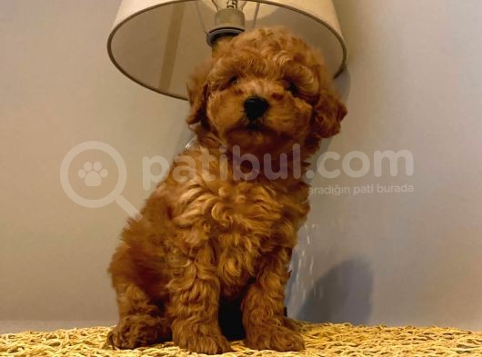 Safkan Toy Poodle Yavrularımız görsel