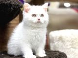 En İyi̇ Görsel Bri̇ti̇sh Shorthai̇r