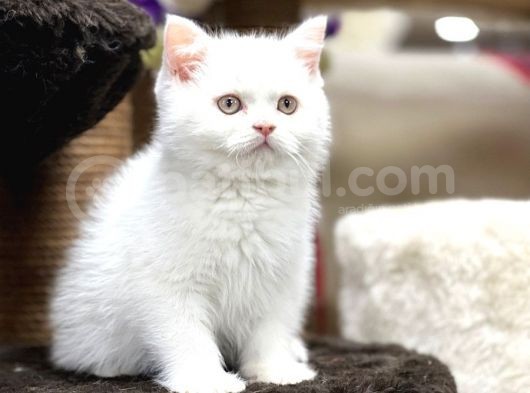 En İyi̇ Görsel Bri̇ti̇sh Shorthai̇r görsel