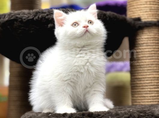 En İyi̇ Görsel Bri̇ti̇sh Shorthai̇r görsel
