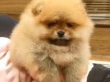 Orange Pomerani̇an Boo Bebekler