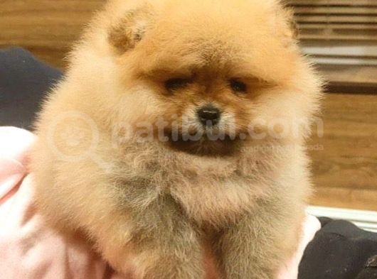 Orange Pomerani̇an Boo Bebekler görsel