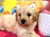 Maltipoo Üst Kalite Yavrumuz