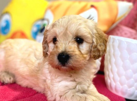 Maltipoo Üst Kalite Yavrumuz görsel