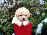 Xxs Show Görsel Malti̇poo Yavrular