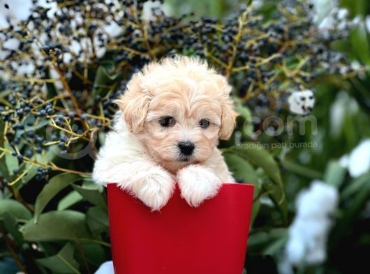 Xxs Show Görsel Malti̇poo Yavrular