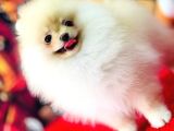 Bi̇blo Di̇şi̇ Pomerani̇an Boo Kizimiz