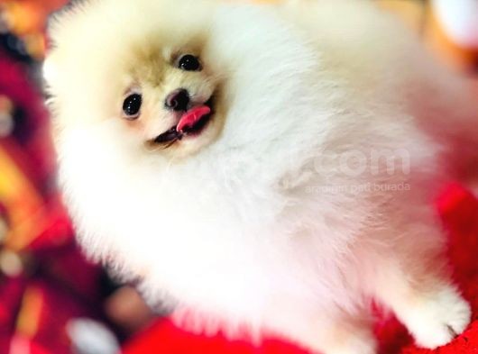 Bi̇blo Di̇şi̇ Pomerani̇an Boo Kizimiz