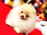 Bi̇blo Di̇şi̇ Pomerani̇an Boo Kizimiz