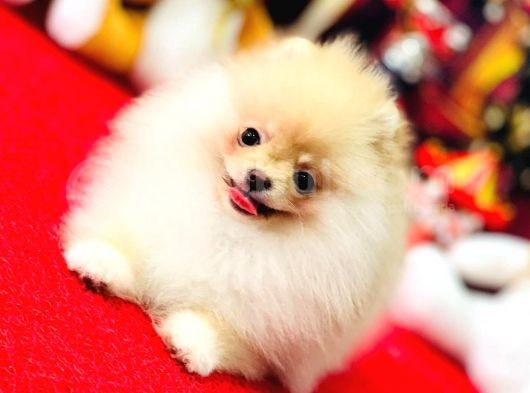 Bi̇blo Di̇şi̇ Pomerani̇an Boo Kizimiz görsel