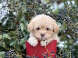 Xxs Show Görsel Malti̇poo Yavrular