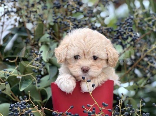 Xxs Show Görsel Malti̇poo Yavrular görsel