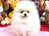 Pomerani̇an Boo Kusursuz Karbeyaz Di̇şi̇ Erkek Bebekler