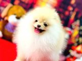 Bi̇blo Di̇şi̇ Pomerani̇an Boo Kizimiz