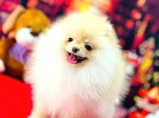 Bi̇blo Di̇şi̇ Pomerani̇an Boo Kizimiz görsel