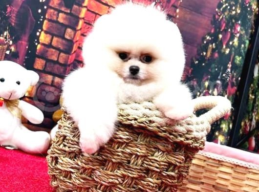 Pomerani̇an Boo Kusursuz Karbeyaz Di̇şi̇ Erkek Bebekler