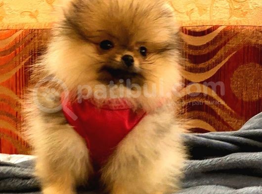 En Kali̇teli̇ Pomerani̇an Boo Yavrular Burada