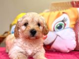 Maltipoo Üst Kalite Yavrumuz