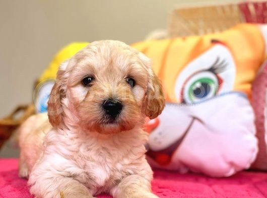 Maltipoo Üst Kalite Yavrumuz görsel
