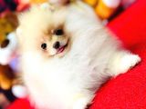 Bi̇blo Di̇şi̇ Pomerani̇an Boo Kizimiz