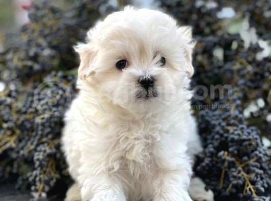 Xxs Maltese Yavrular (Erkek&Dişi ) görsel